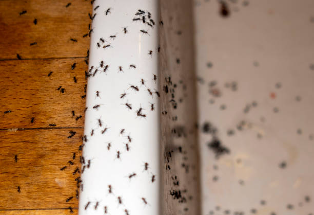 Best Commercial Pest Control Services  in Peach Lake, NY