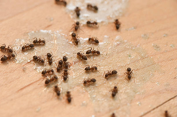 Best Emergency Pest Control  in Peach Lake, NY